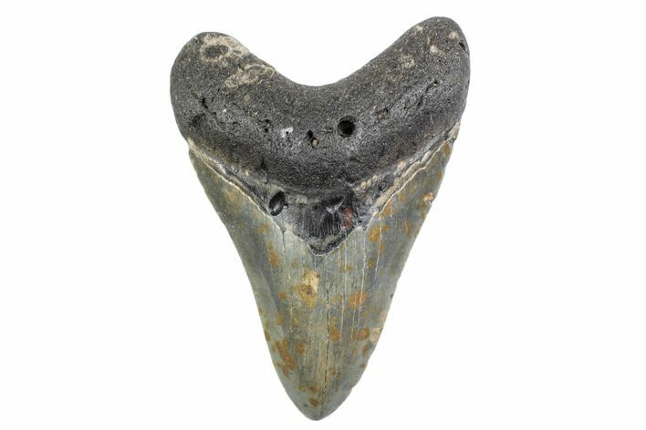 Fossil Megalodon Tooth - North Carolina #378086
